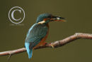 Kingfisher catching small roach.